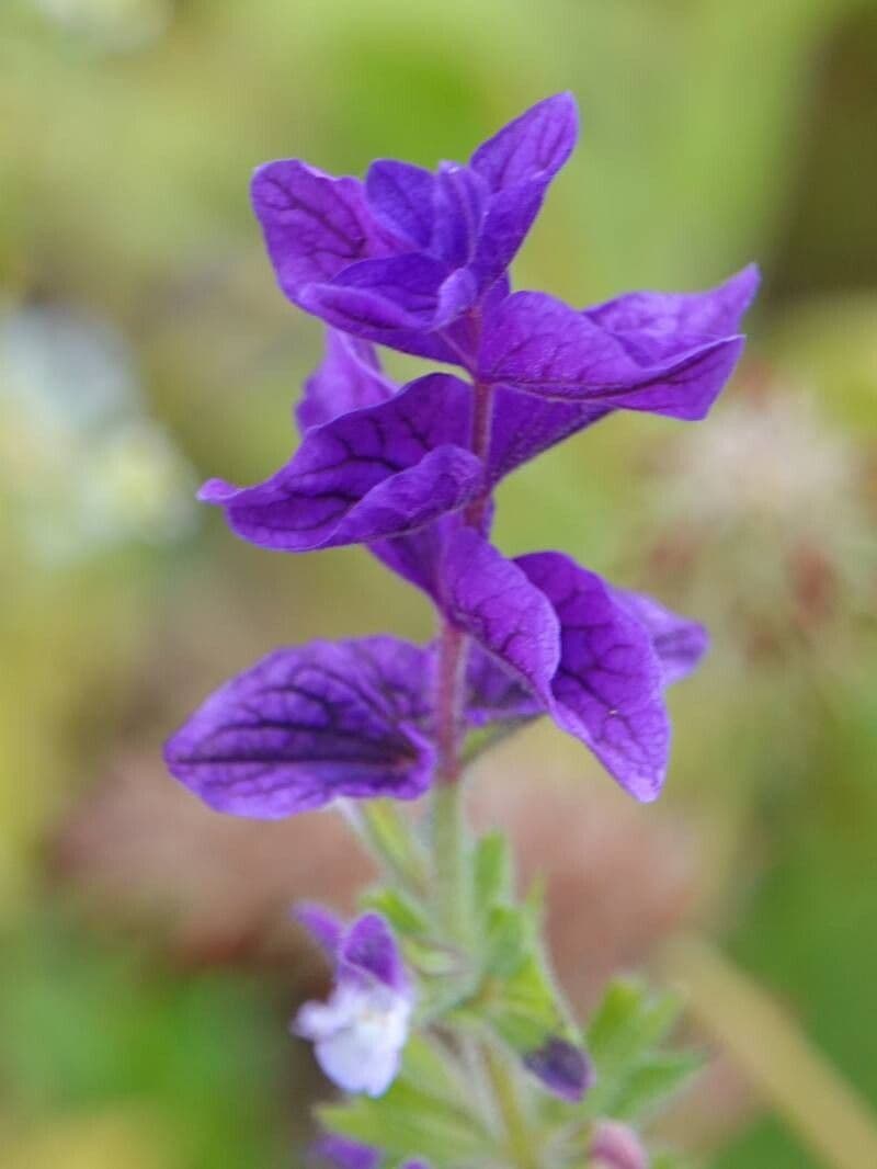 Salvia viridis