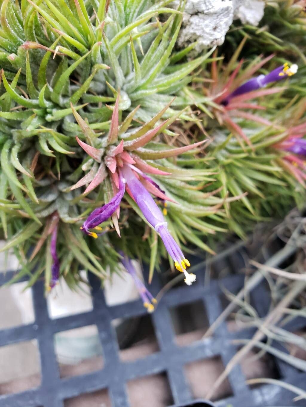 Tillandsia ionantha
