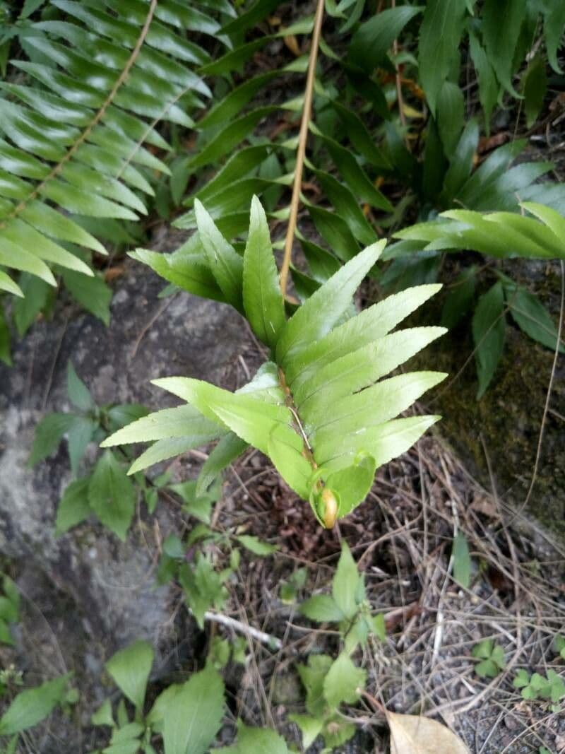 Nephrolepis abrupta