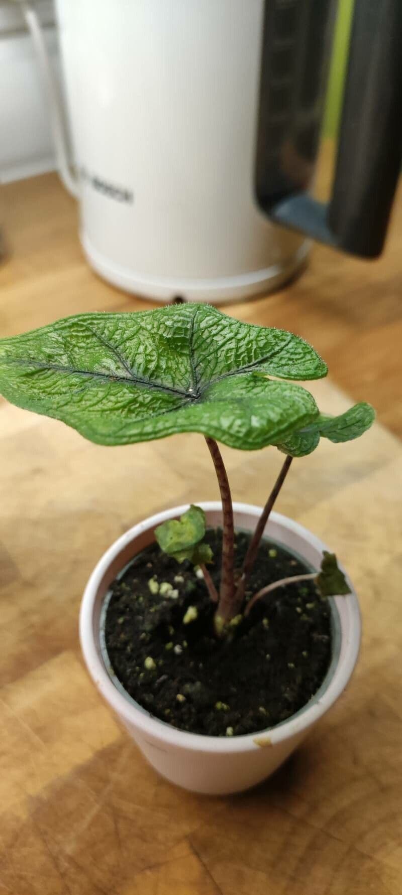 Alocasia scalprum