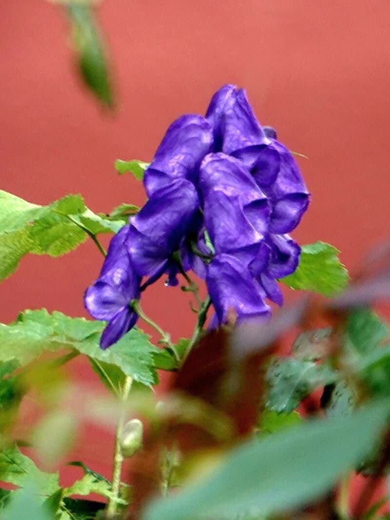 Aconitum variegatum