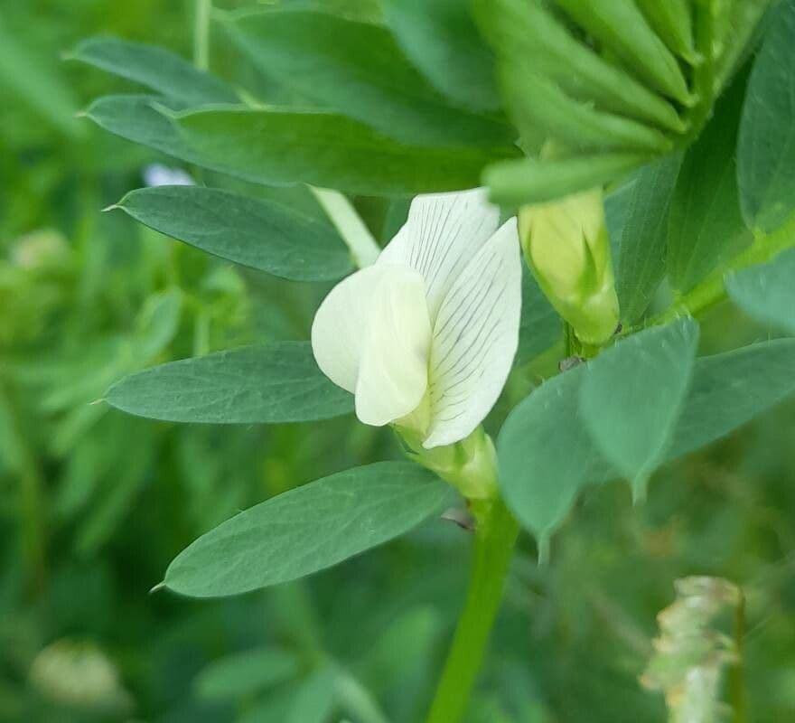 Vicia lutea