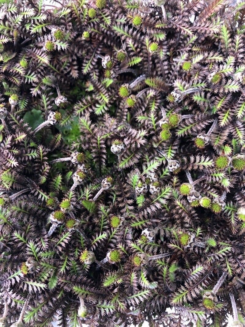 Leptinella potentillina