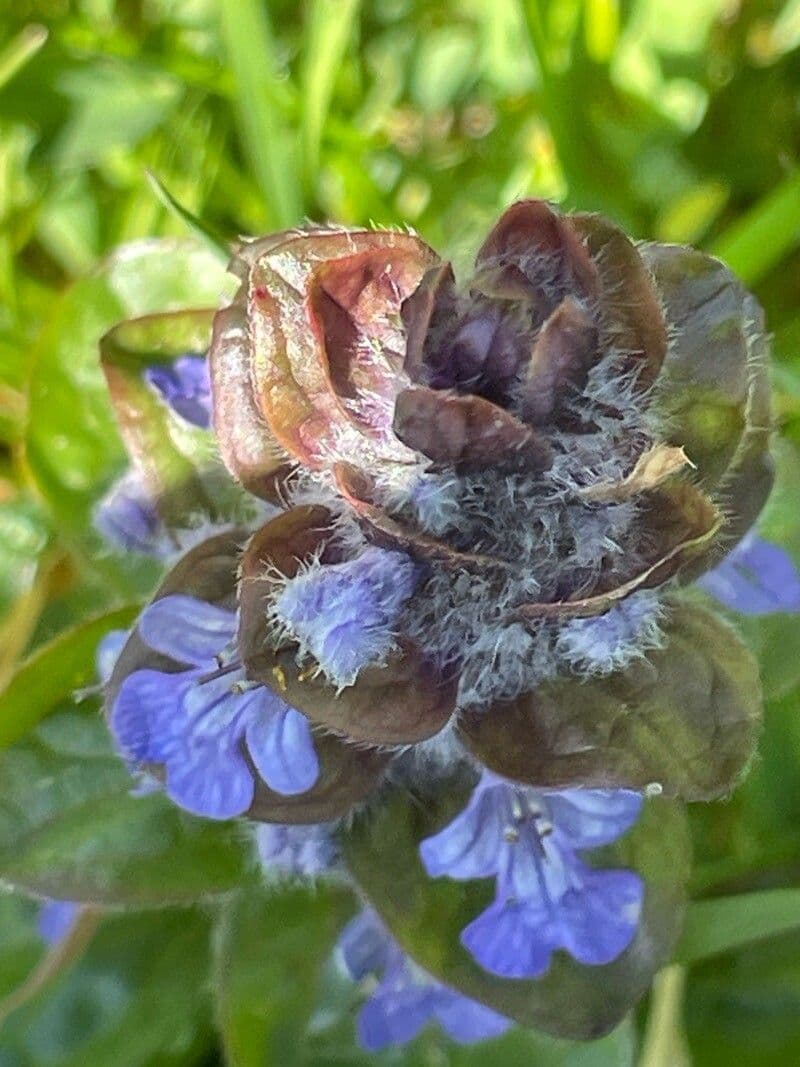 Ajuga reptans