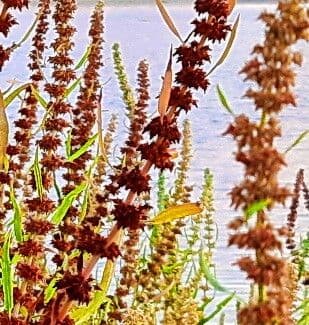 Rumex palustris