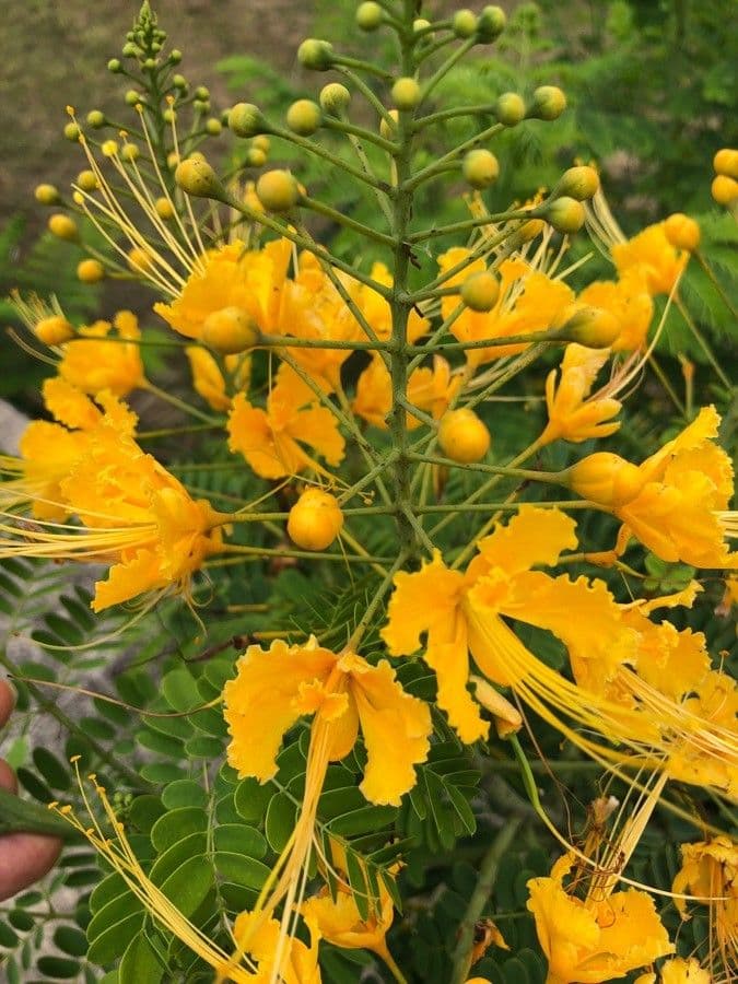 Caesalpinia pulcherrima