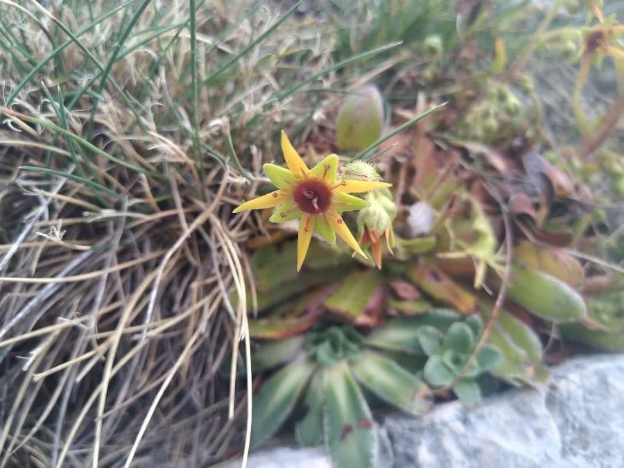 Saxifraga mutata