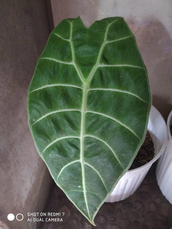 Alocasia longiloba