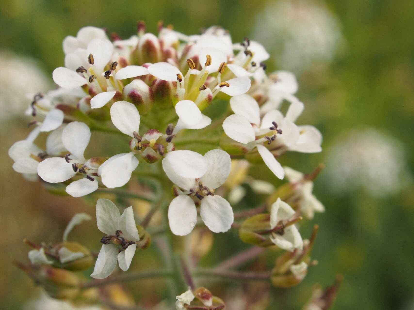 Lepidium heterophyllum