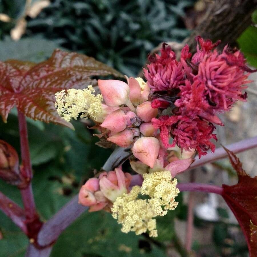 Ricinus communis