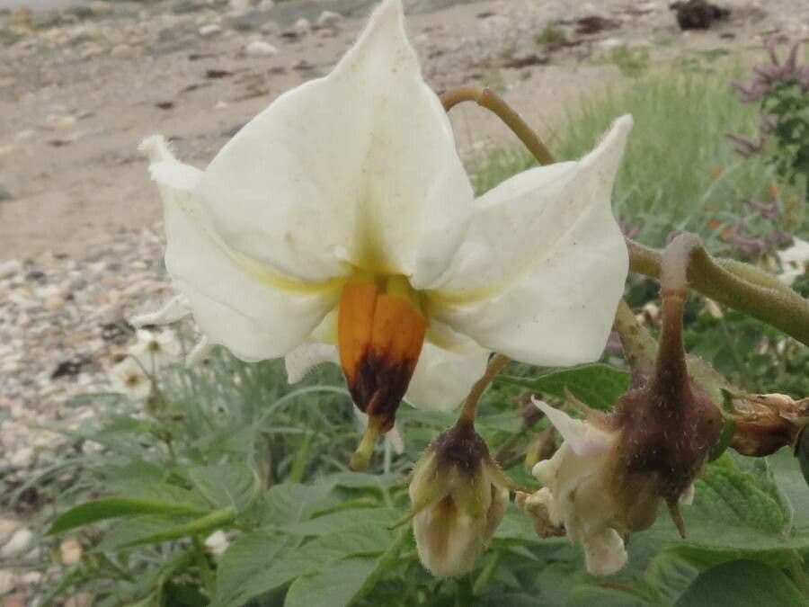 Solanum tuberosum