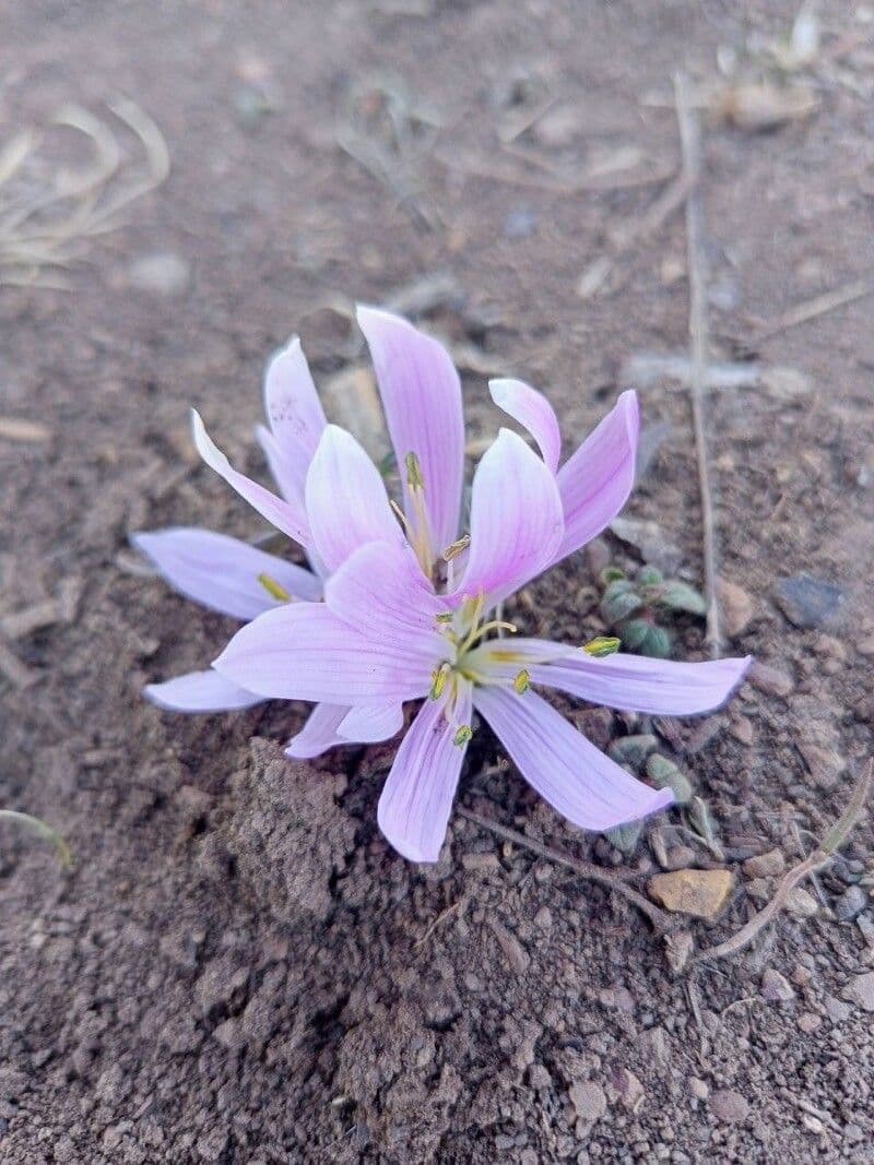 Colchicum cupanii