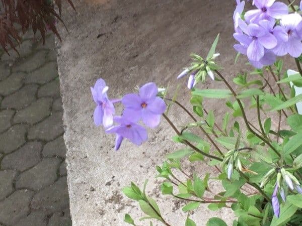 Phlox stolonifera