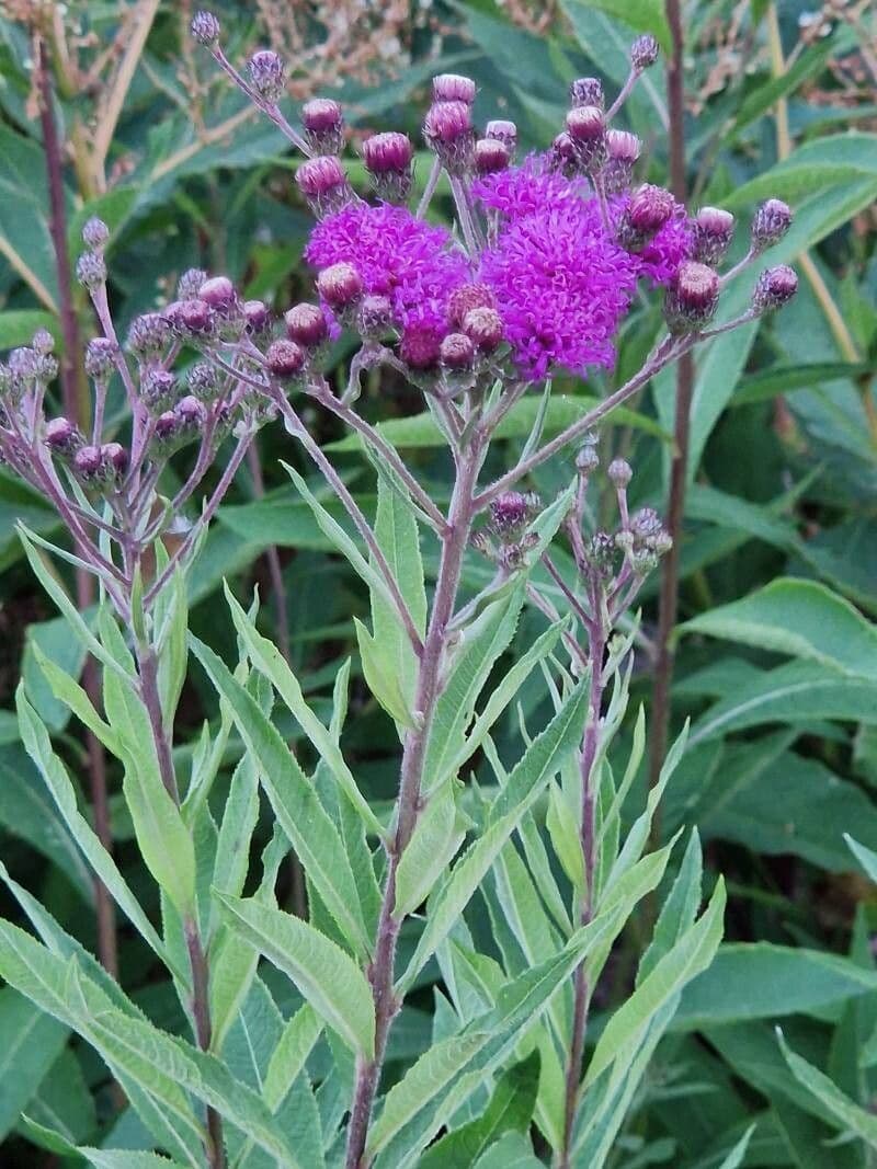 Vernonia fasciculata