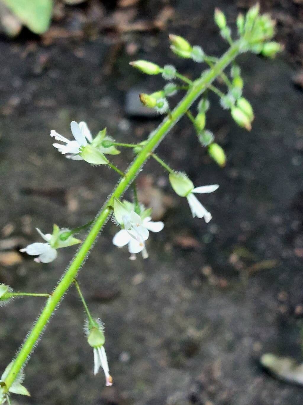 Circaea lutetiana