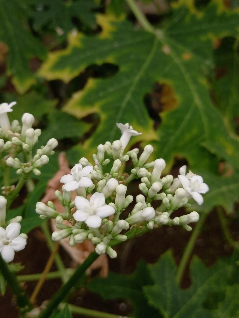 Cnidoscolus aconitifolius