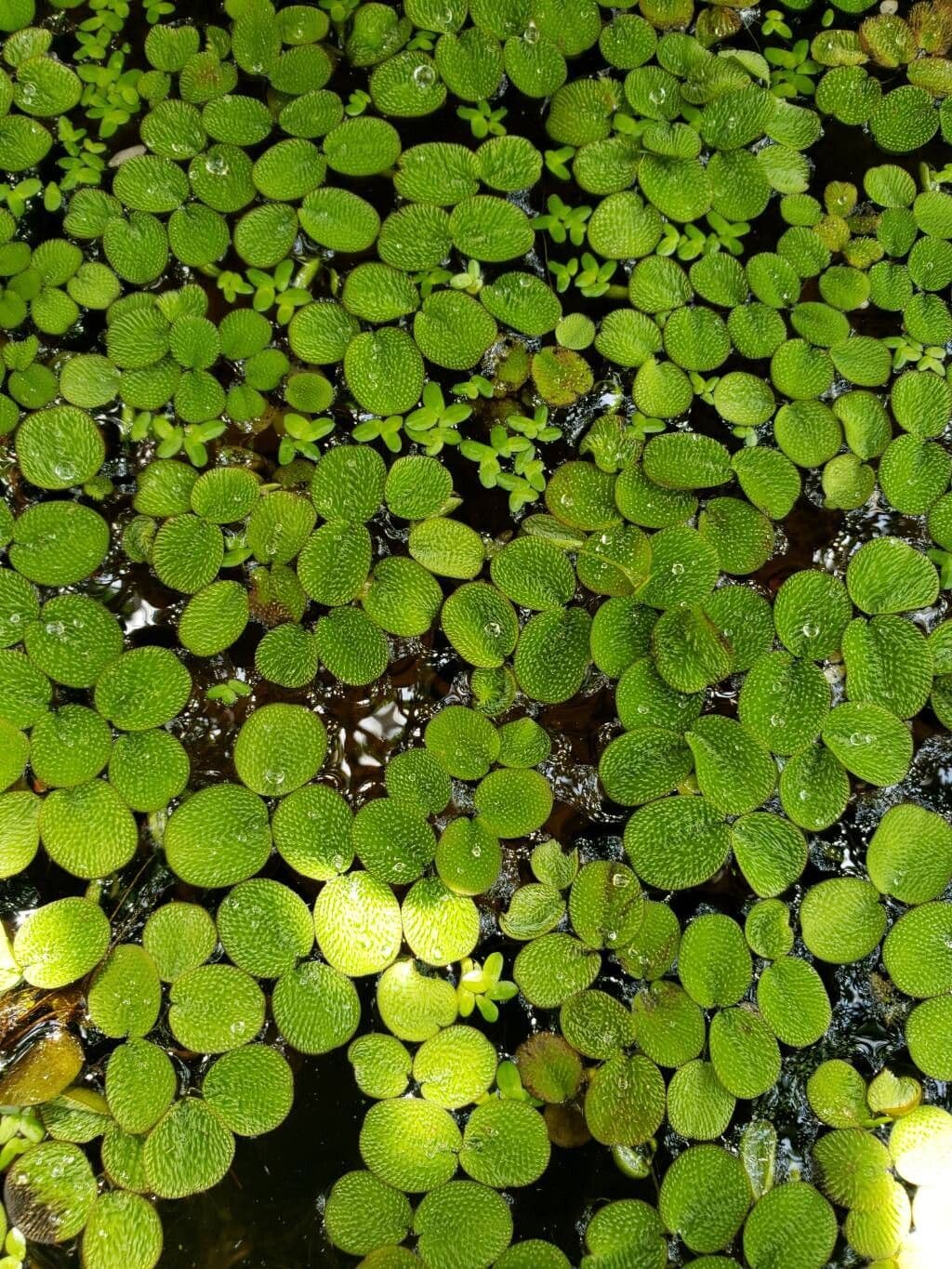 Salvinia minima