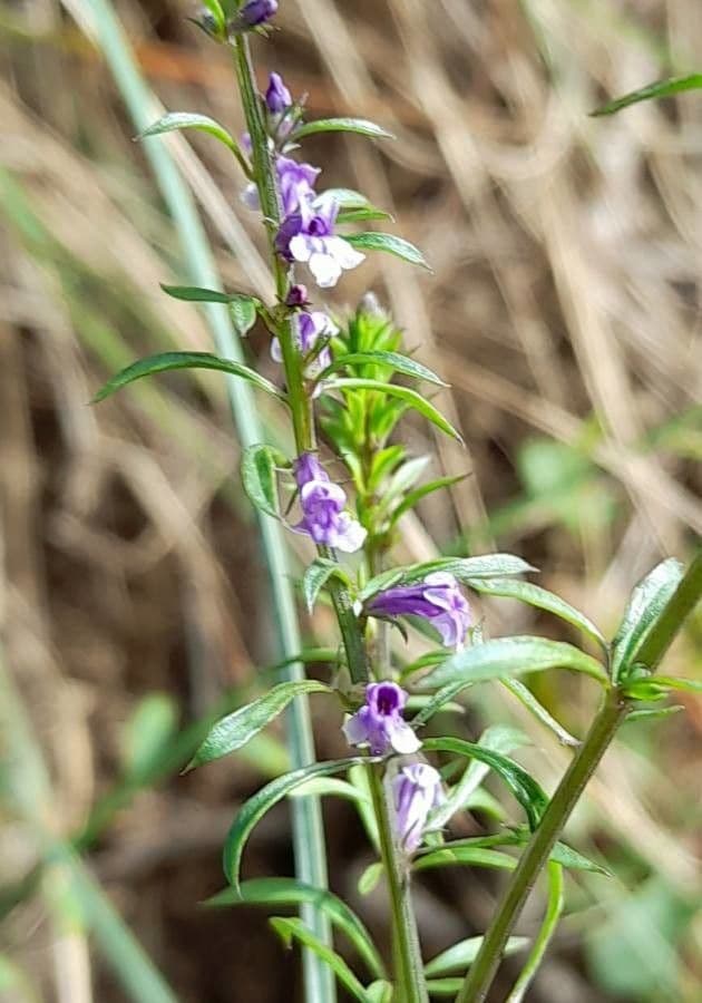 Anarrhinum bellidifolium