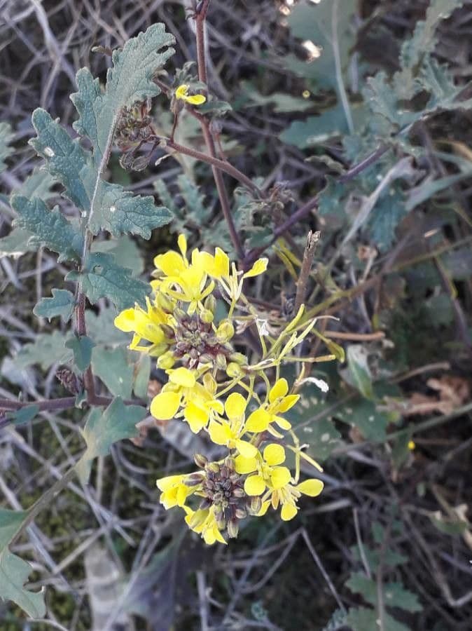 Erucastrum nasturtiifolium