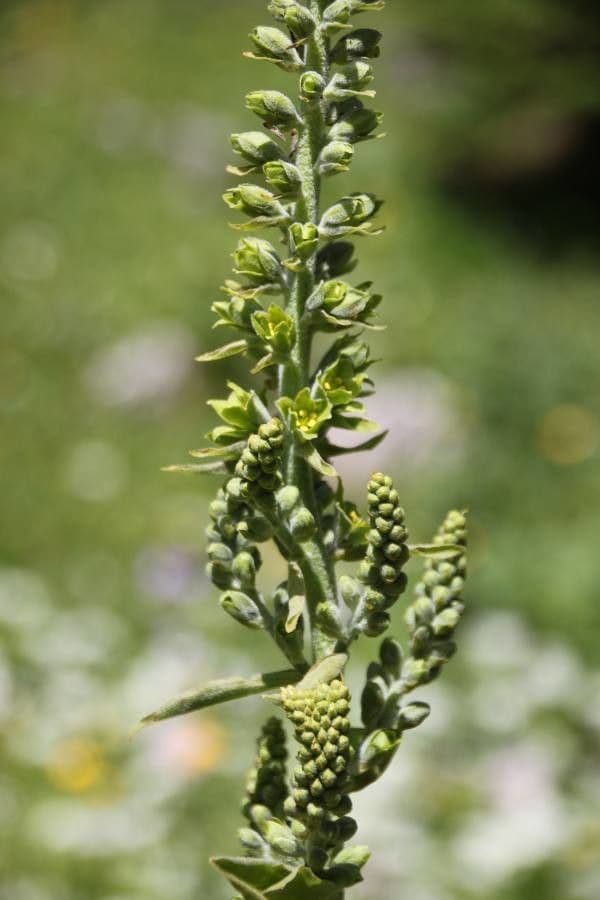 Veratrum viride