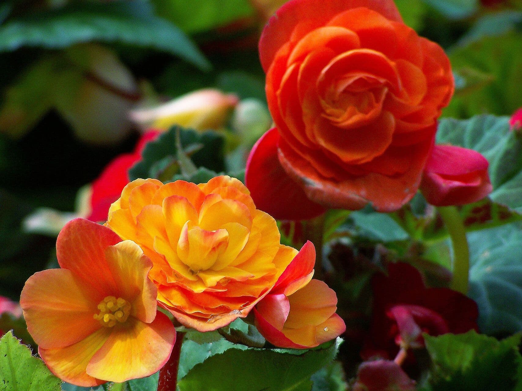 Begonia sutherlandii