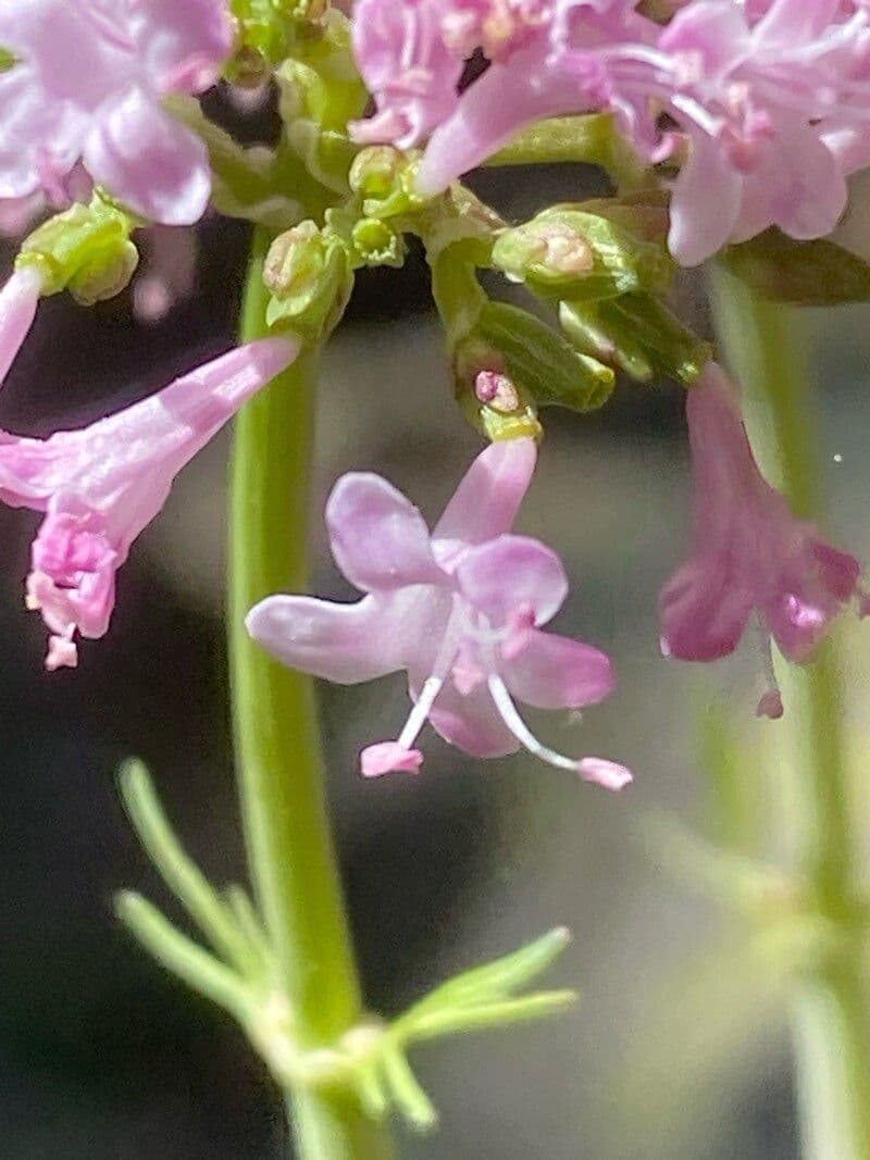 Valeriana tuberosa