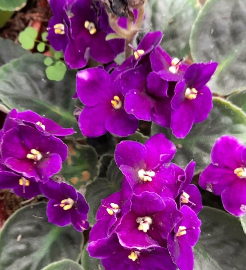 Streptocarpus ionanthus