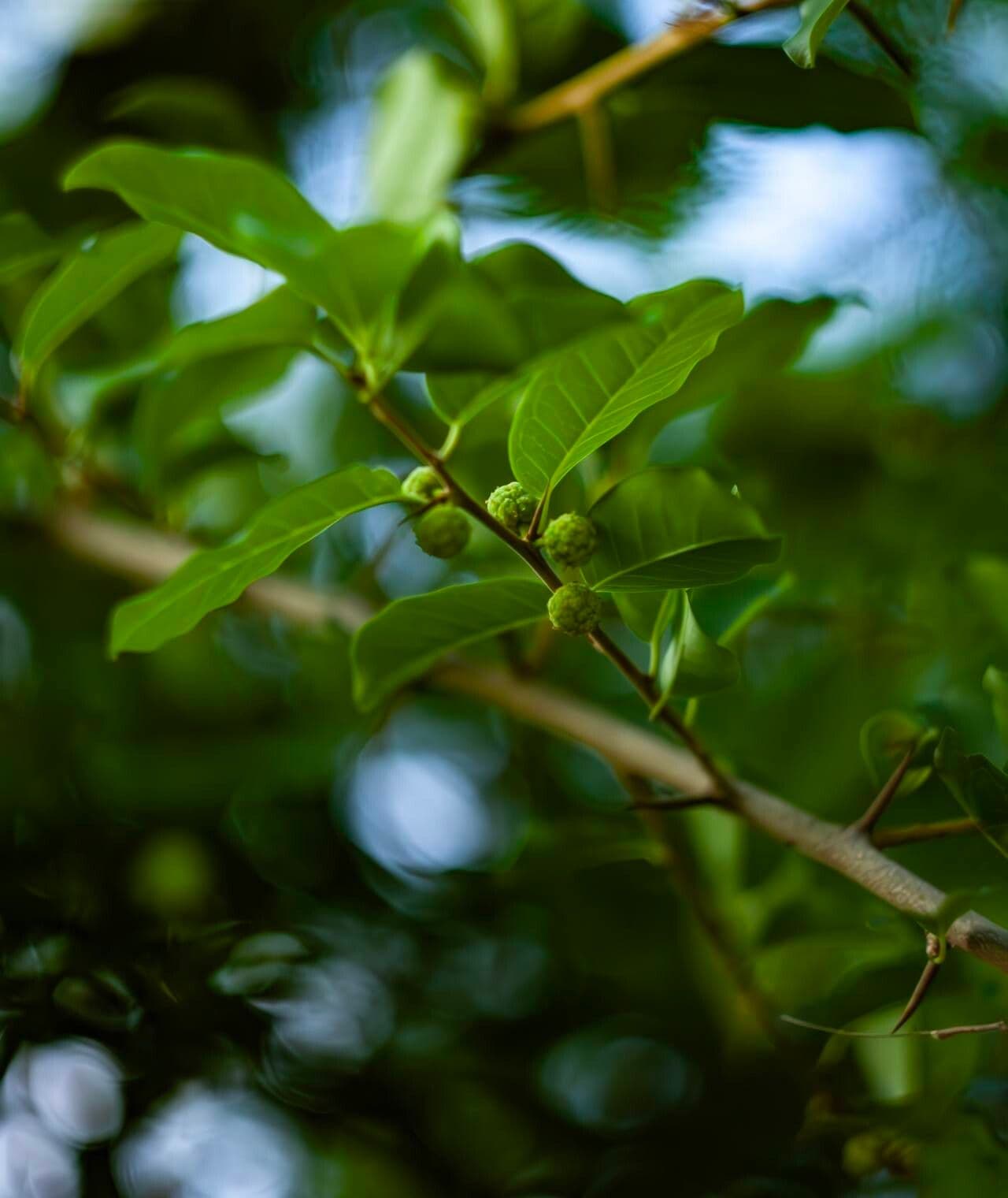 Maclura cochinchinensis