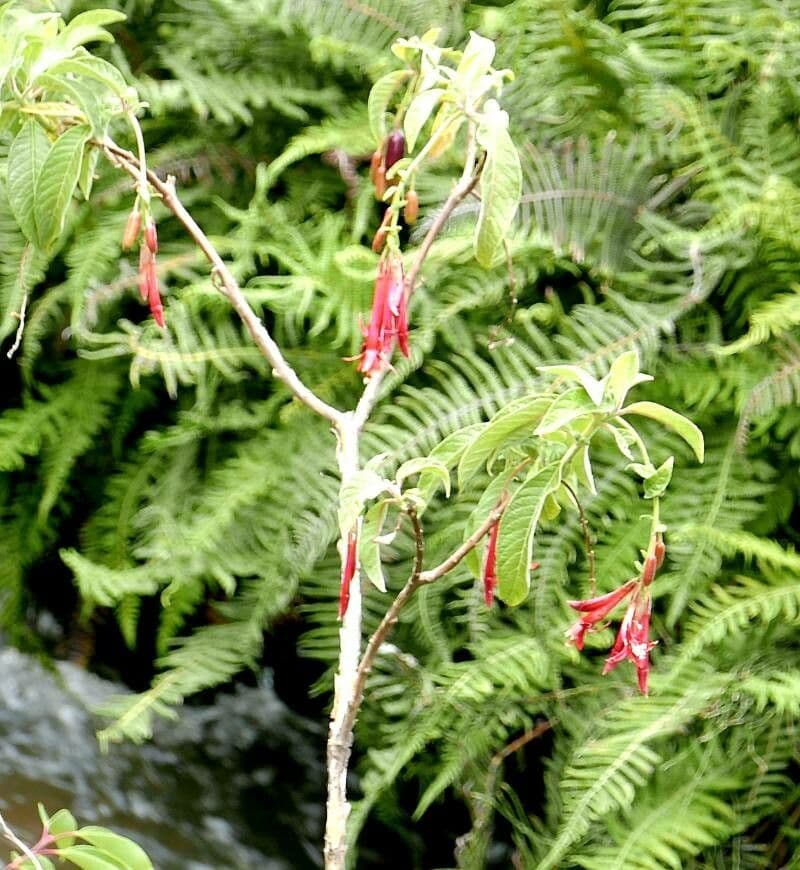 Fuchsia boliviana