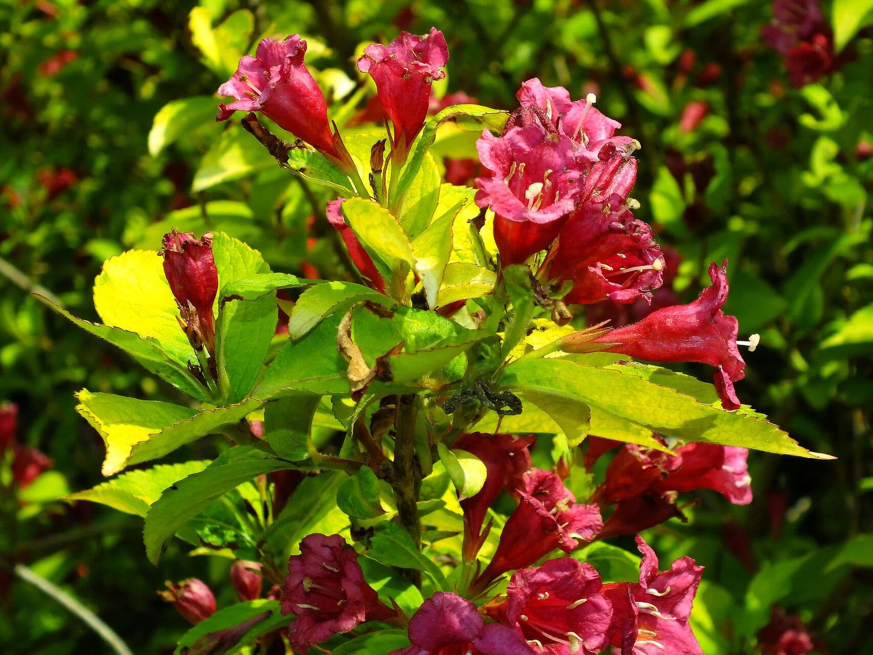 Weigela florida