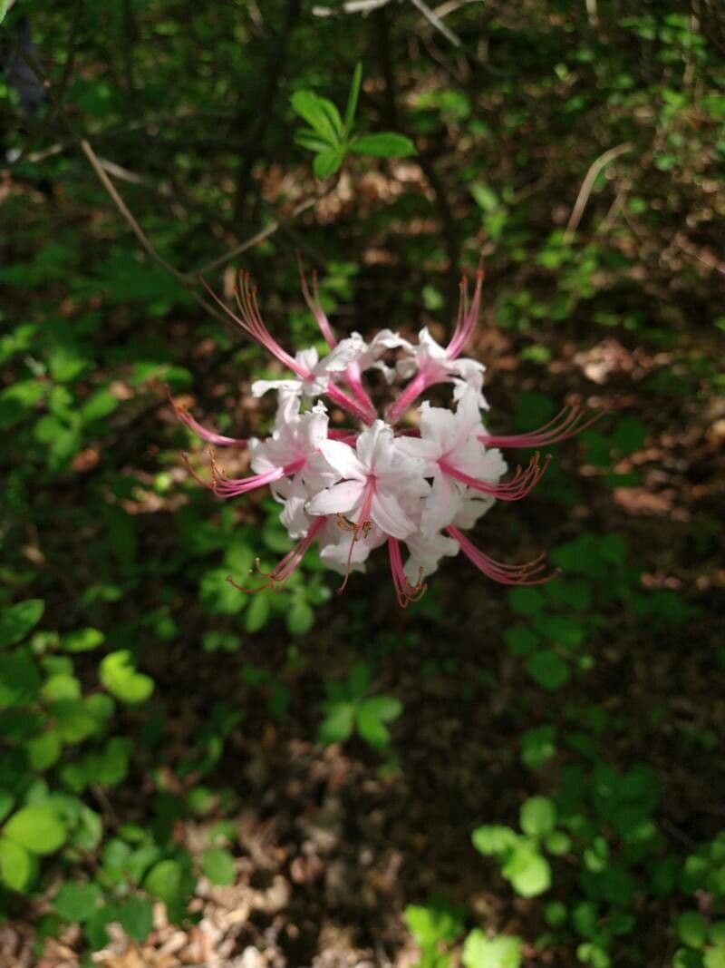 Rhododendron canescens