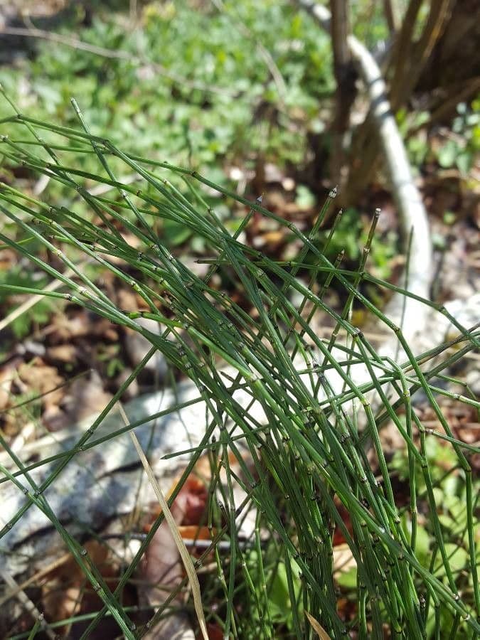 Equisetum variegatum