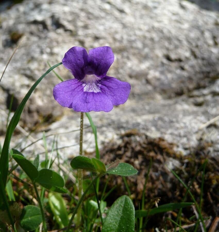 Pinguicula grandiflora