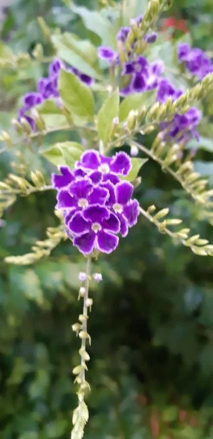 Duranta erecta