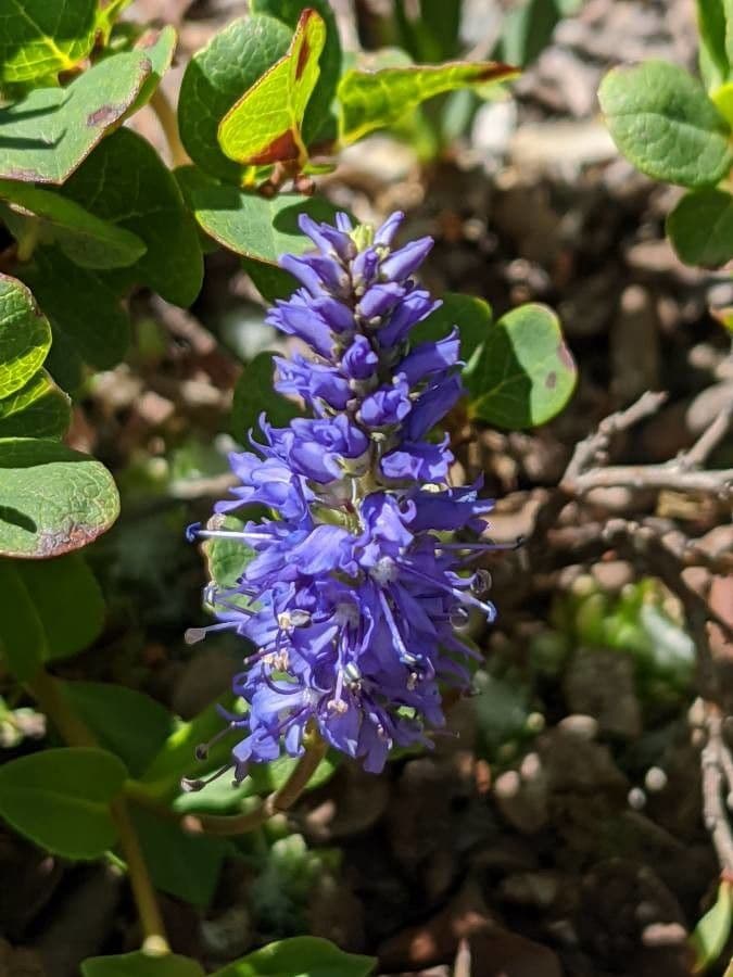 Veronica allionii