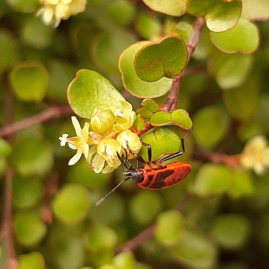 Muehlenbeckia complexa