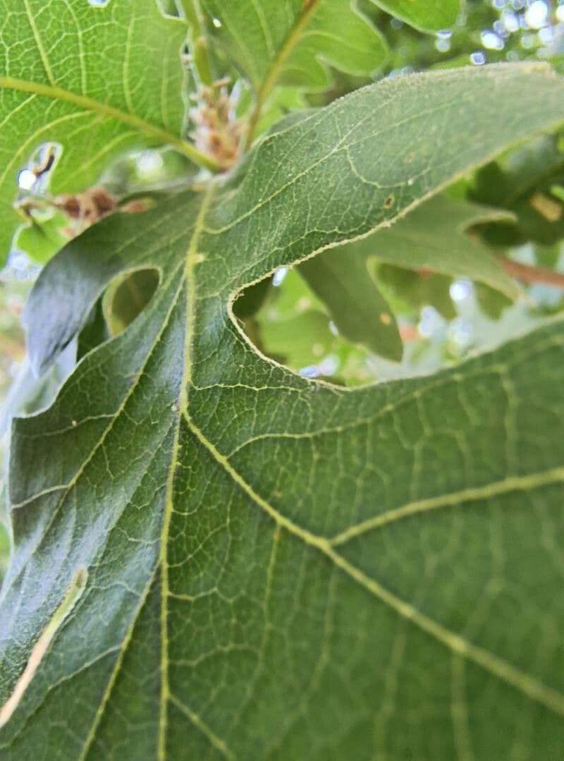 Quercus garryana