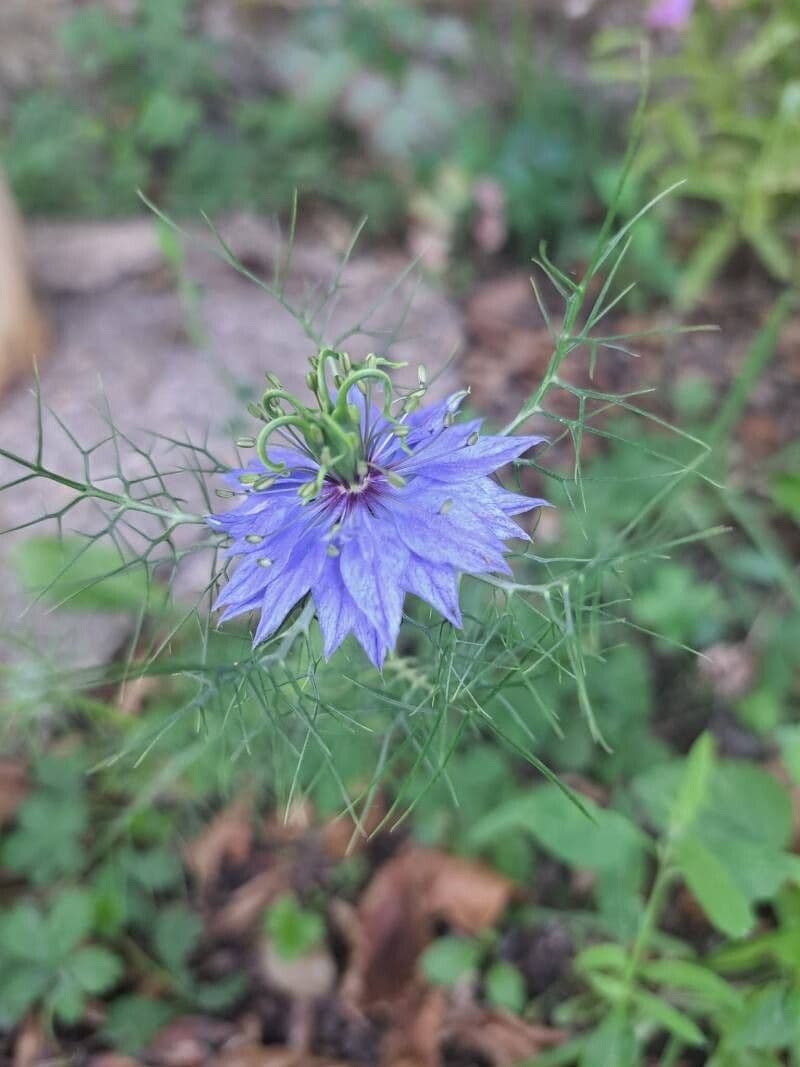 Nigella sativa