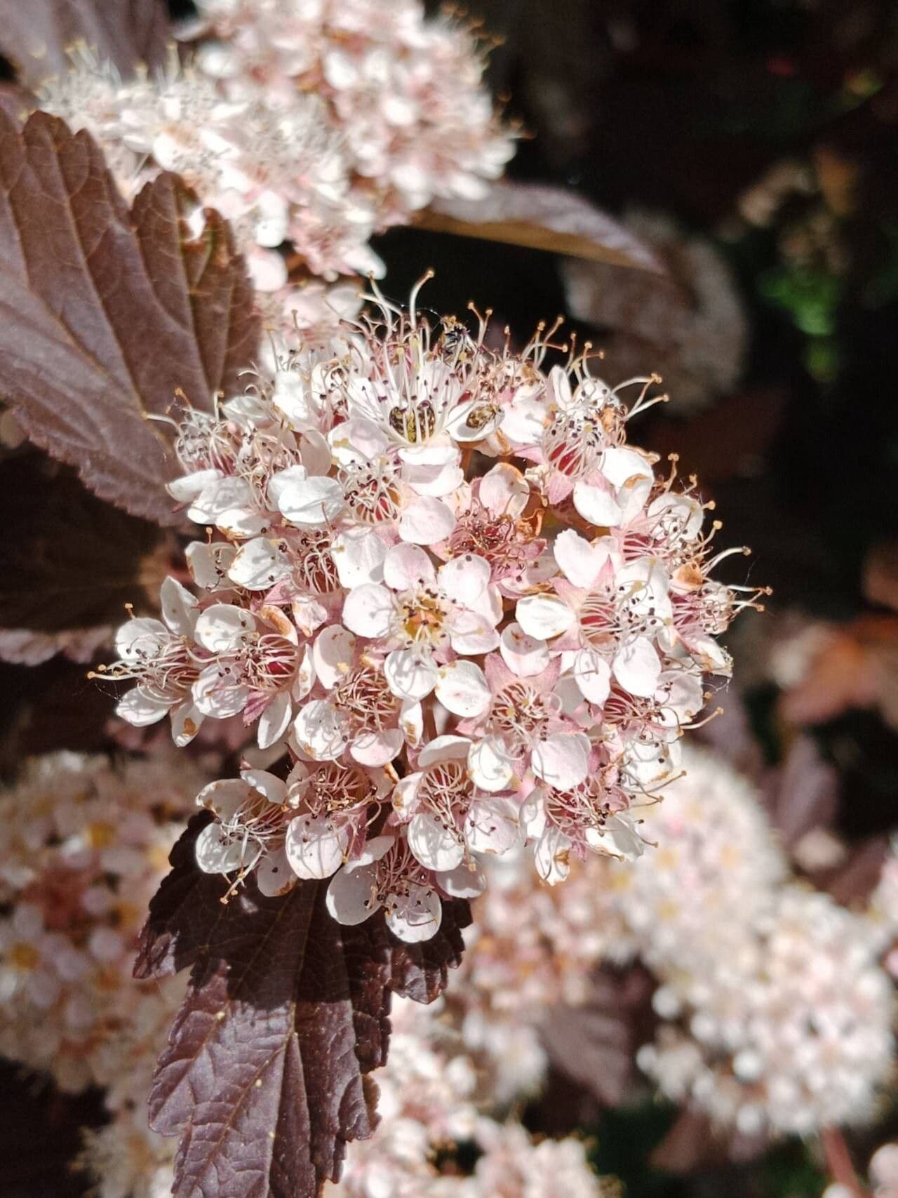 Physocarpus opulifolius