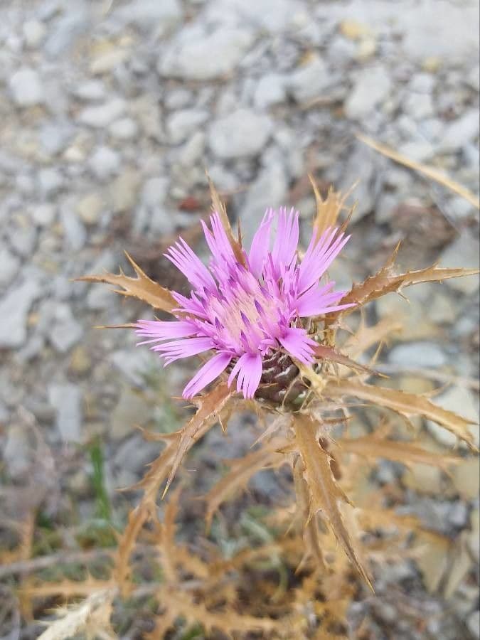 Atractylis humilis