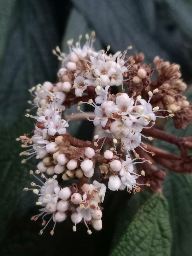 Viburnum rhytidophyllum