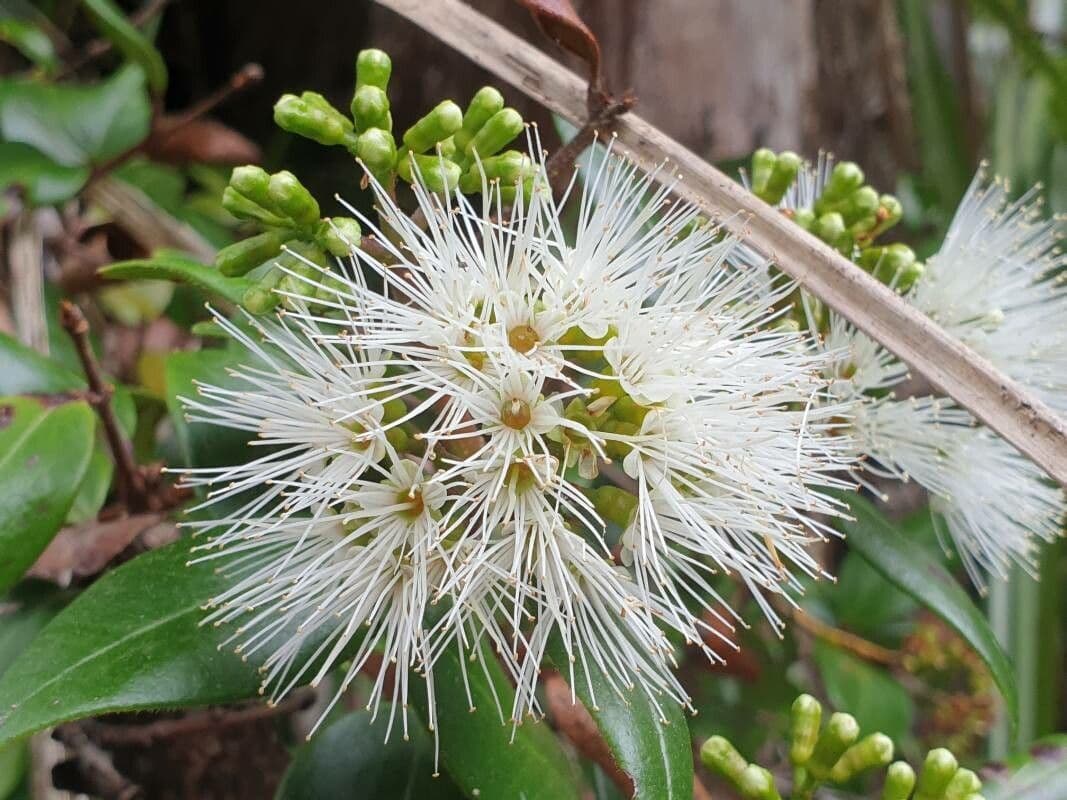 Eugenia uniflora