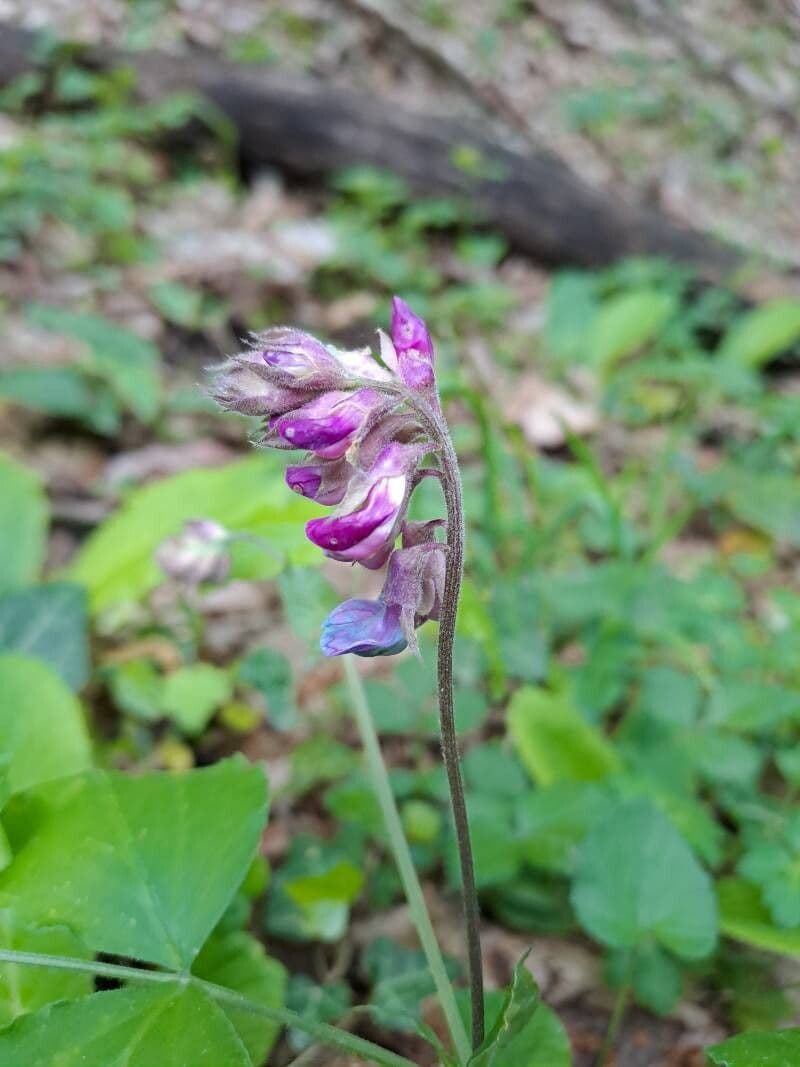 Lathyrus venetus