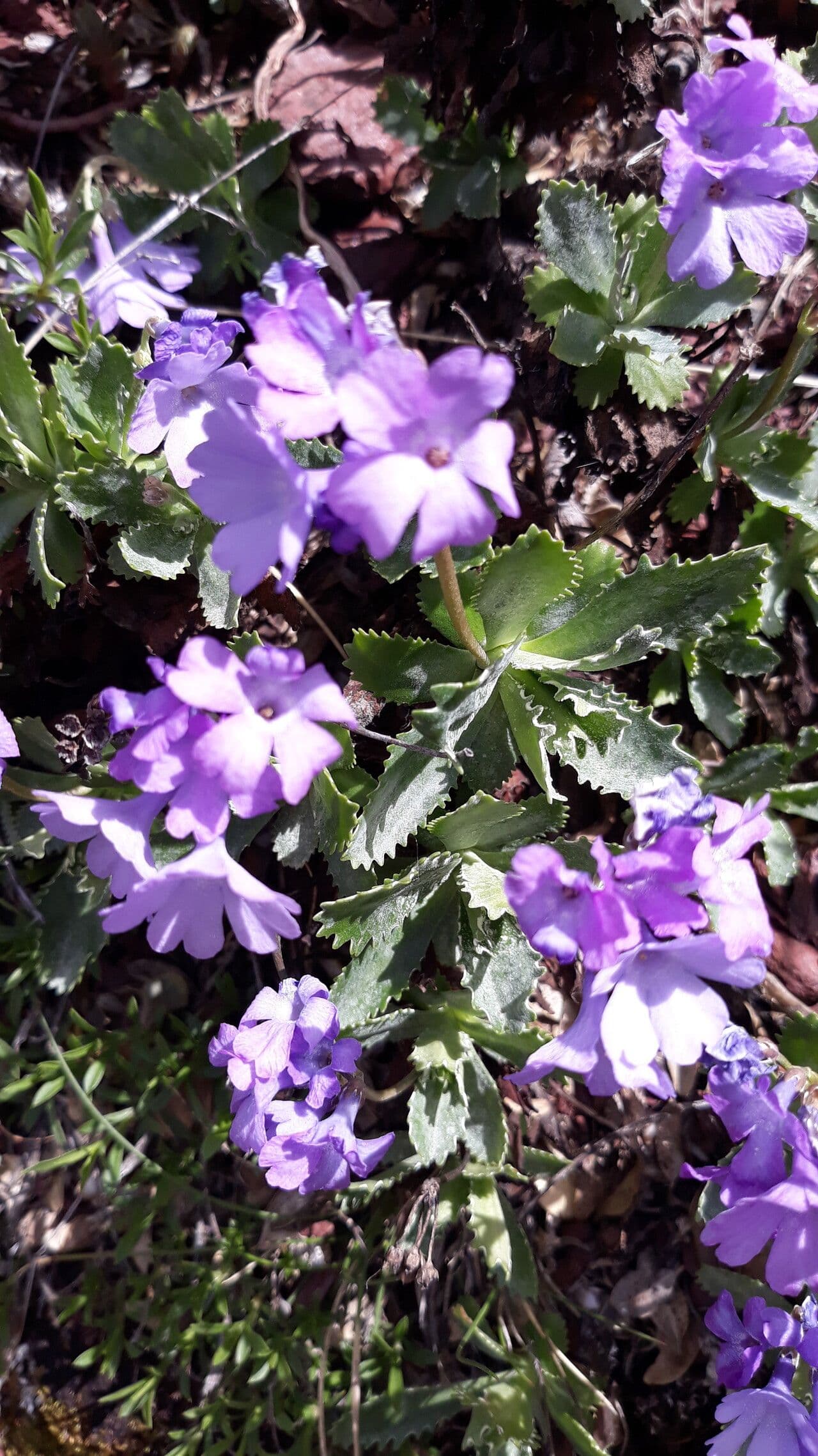 Primula marginata