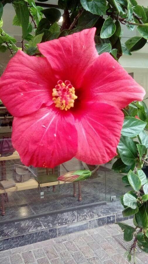 Hibiscus rosa-sinensis