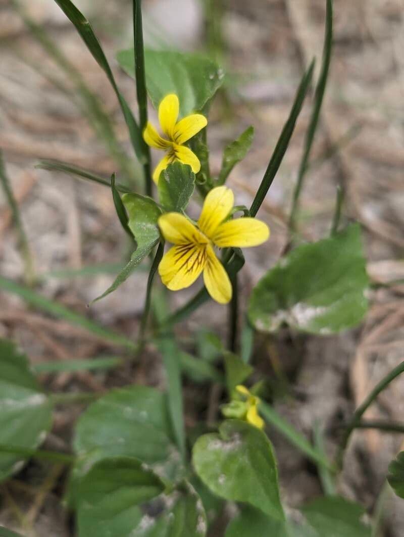 Viola glabella