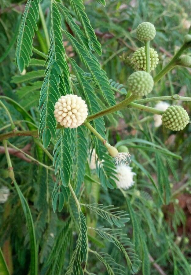 Leucaena leucocephala