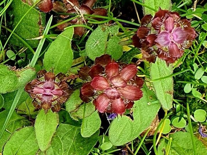 Prunella vulgaris