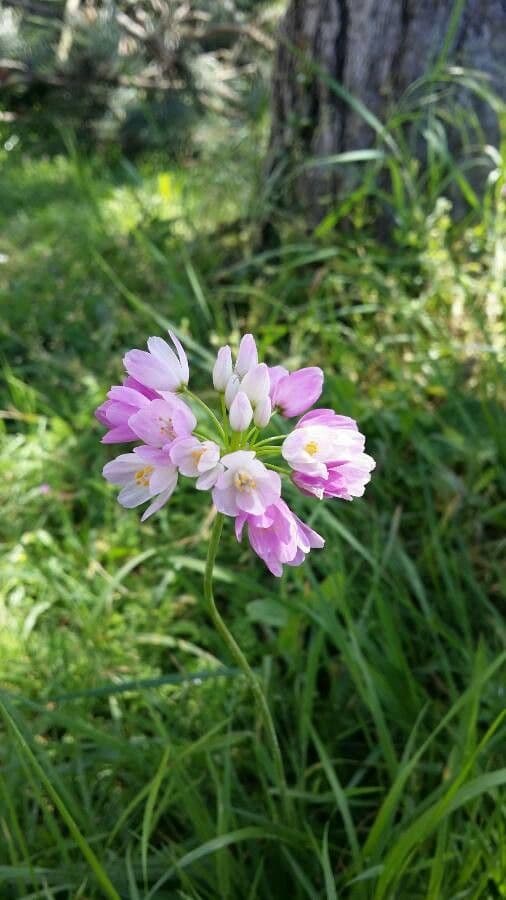 Allium narcissiflorum