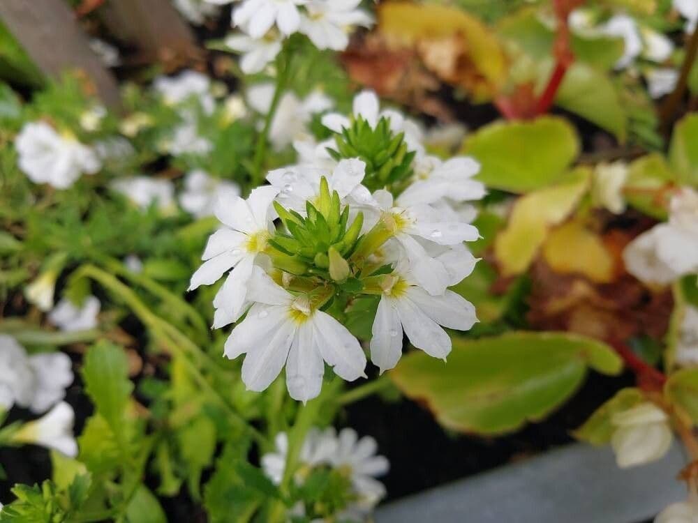 Scaevola plumieri